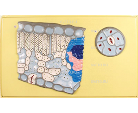 Барельефная модель "Клеточное строение листа"