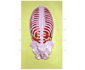 Барельефная модель «Расположение внутренних органов у человека»