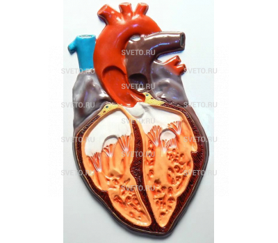 Барельефная модель "Строение сердца"