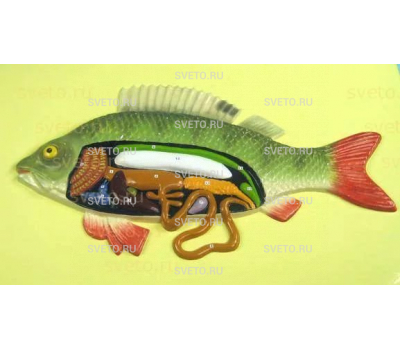 Барельефная модель "Внутреннее строение рыбы"