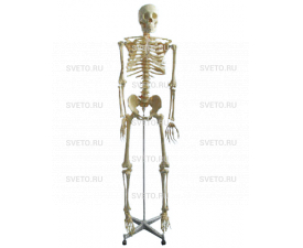 Скелет человека на подставке