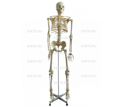 Скелет человека на подставке