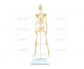 Скелет человека на штативе
