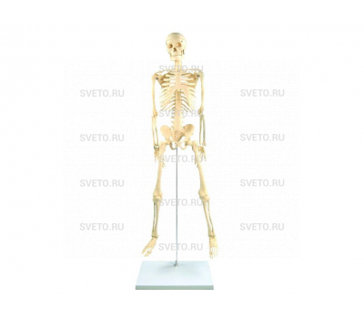 Скелет человека на штативе