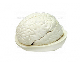 Модель "Головной мозг человека"