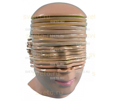 Модель горизонтальных срезов головы и шеи человека