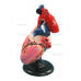 Модель сердца (лабораторная)