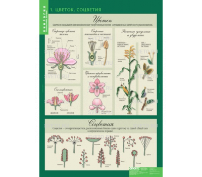 Таблицы "Биология. 6 кл. Растения. Грибы. Лишайники" (14 таблиц)